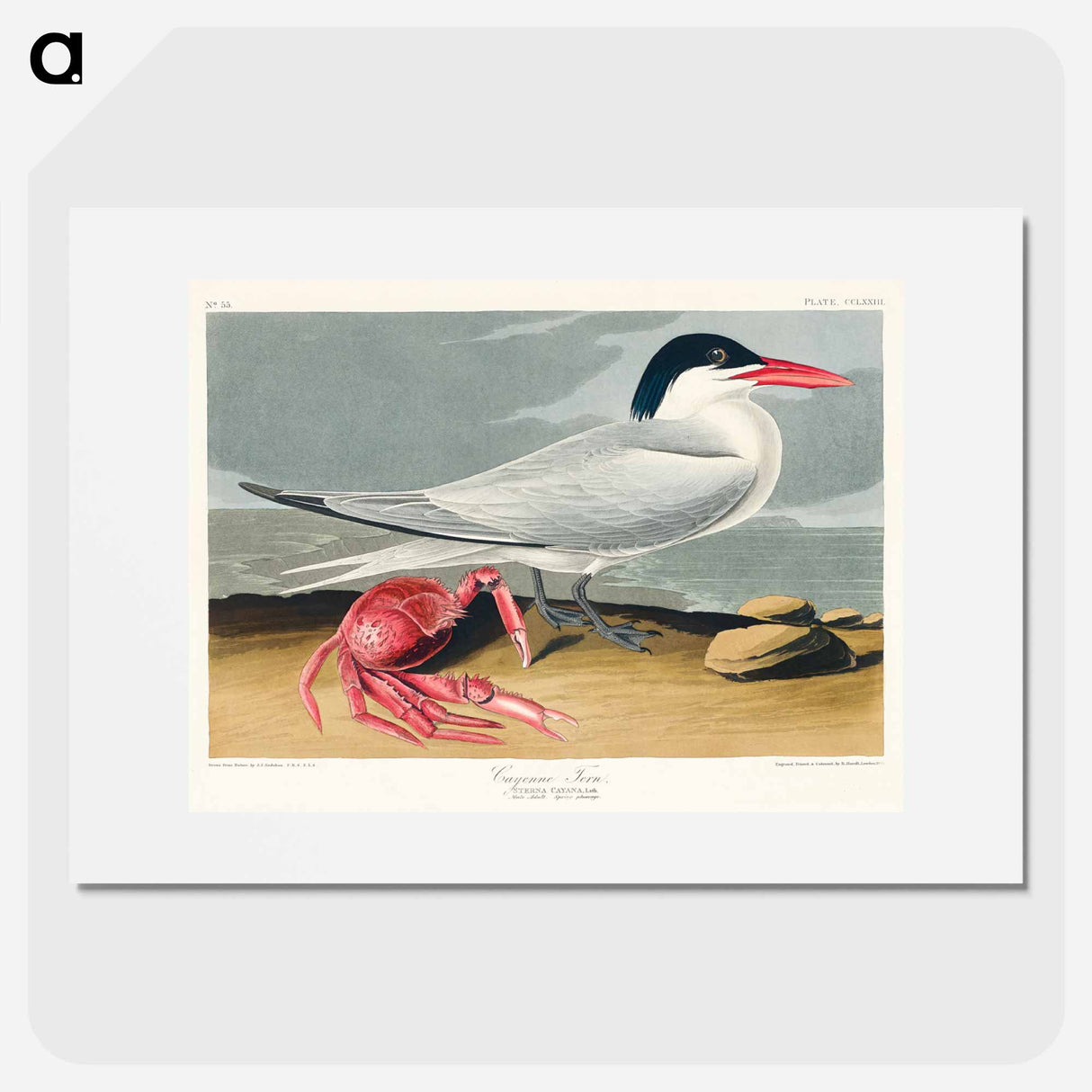 アートポスター-Cayenne Tern from Birds of America
- アメリカの鳥たち Poster.