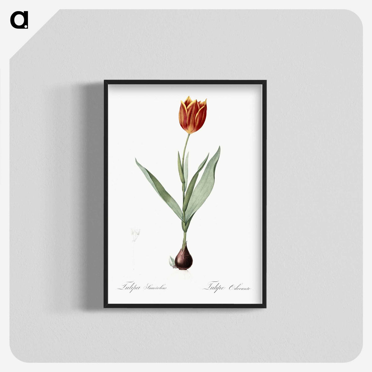 1-48_The-Lilies_blk-crop