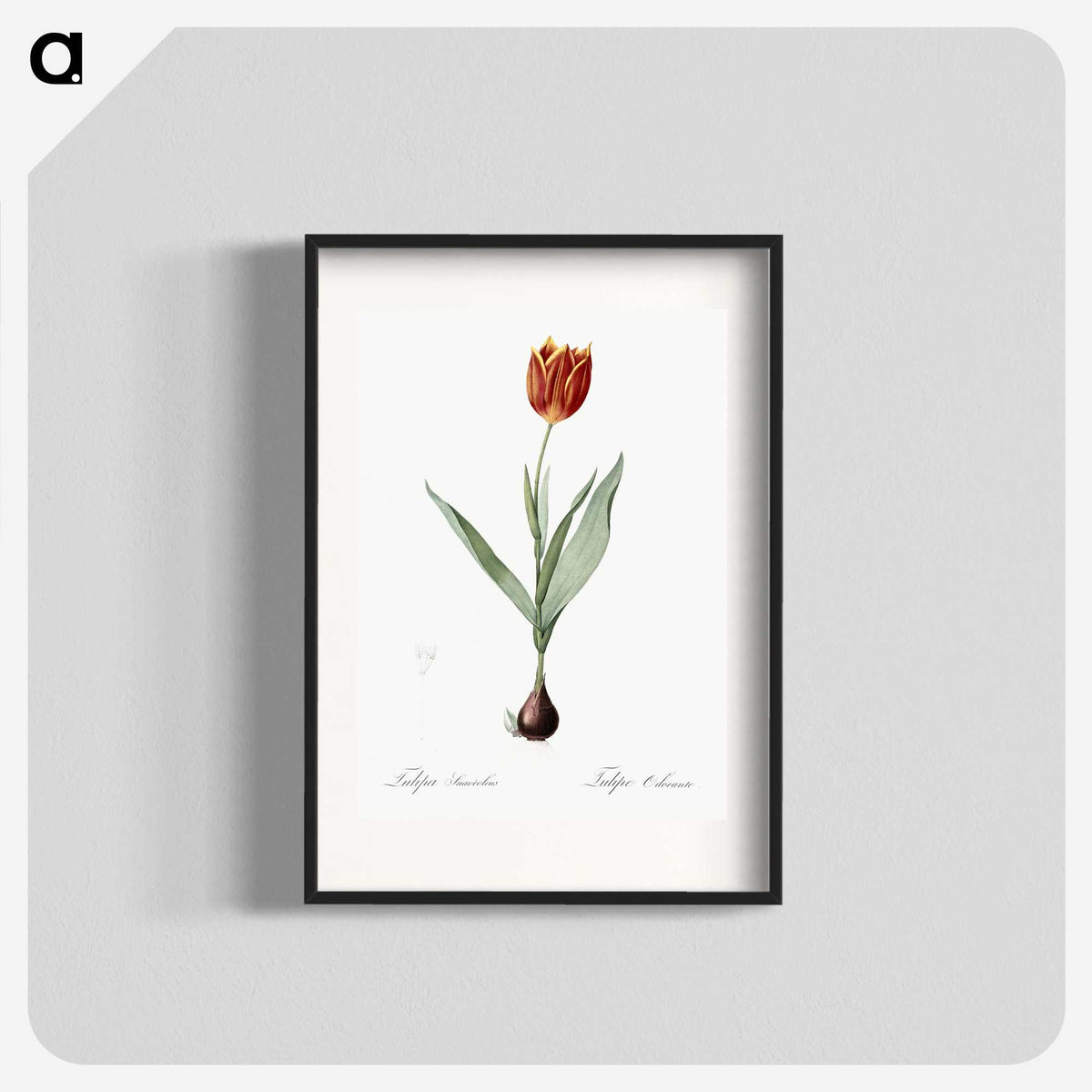 1-48_The-Lilies_blk