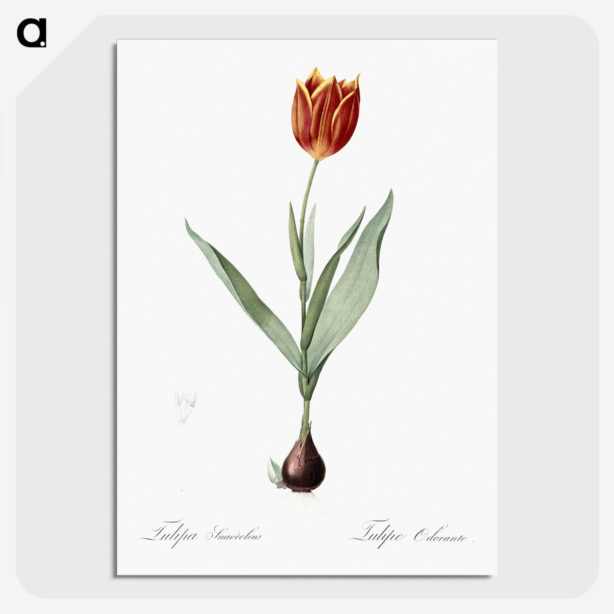 1-48_The-Lilies_picture-crop