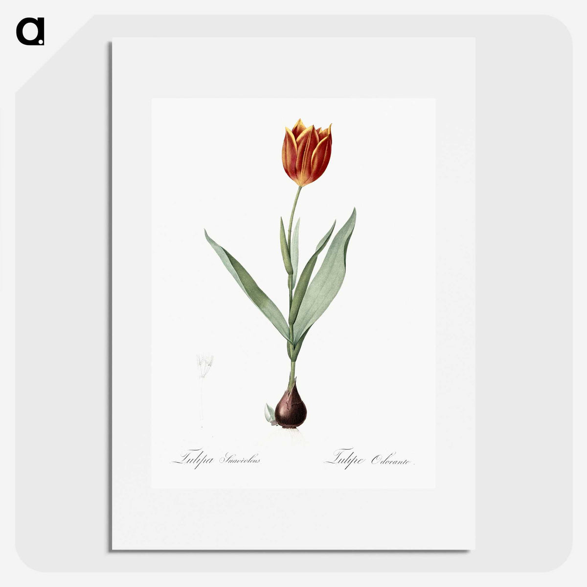1-48_The-Lilies_picture