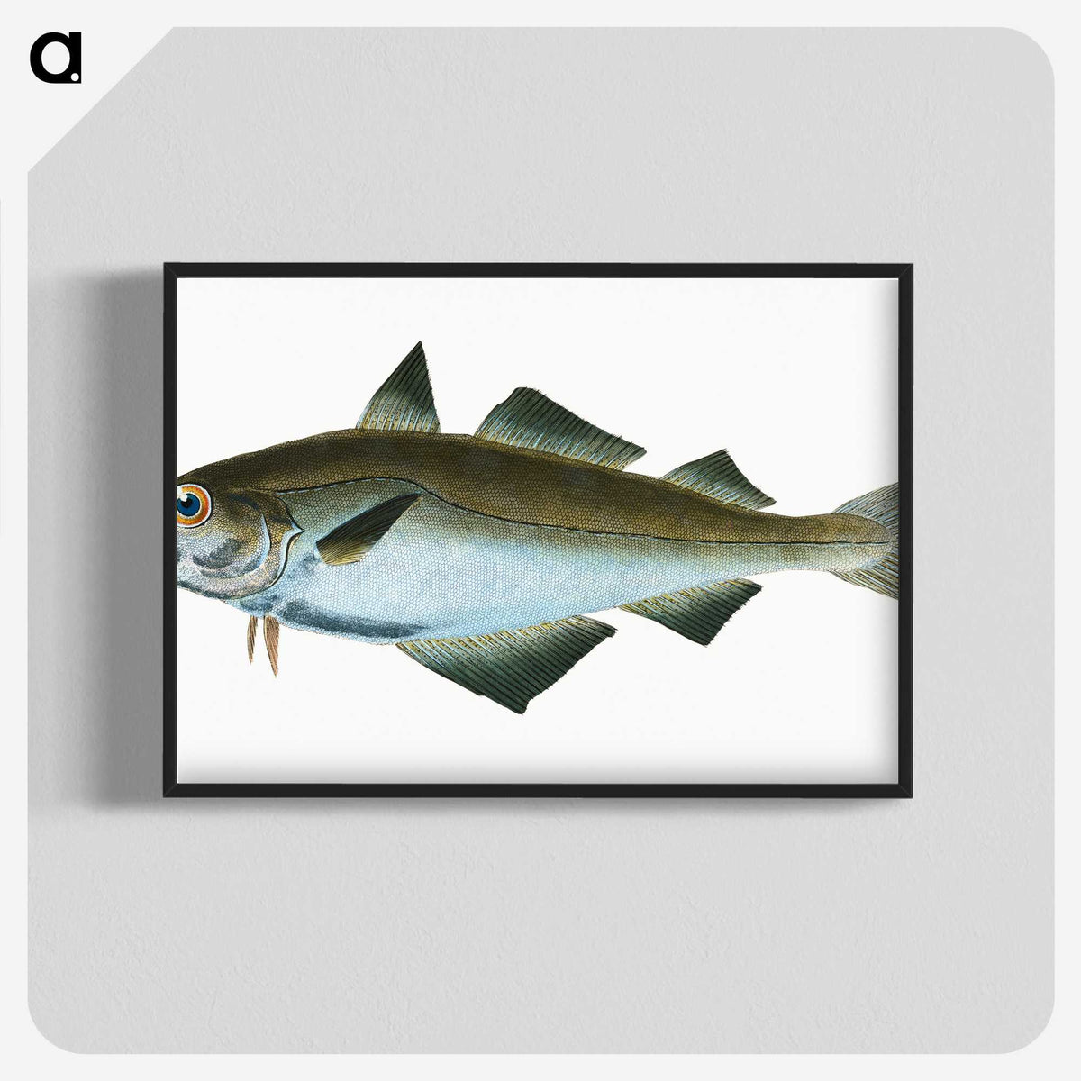 1-48_The-Natural-History-of-British-Fishes_blk-crop