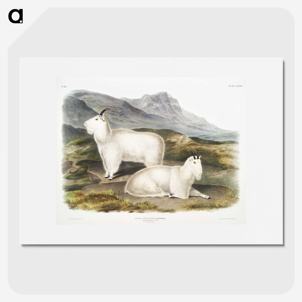 1-48_The-Viviparous-Quadrupeds_picture