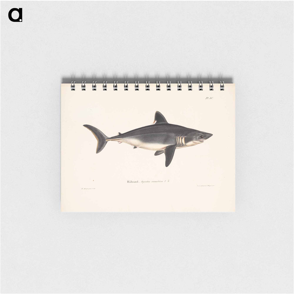 Porbeagle, female by Wilhelm von Wright - ヴィルヘルム フォン ライト Memo.