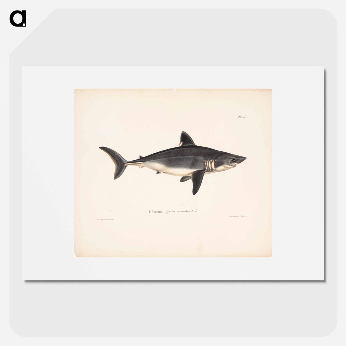 Porbeagle, female by Wilhelm von Wright - ヴィルヘルム フォン ライト Poster.