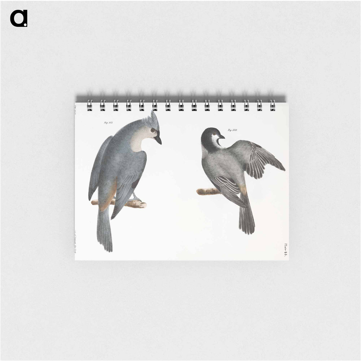 The Blackcap Tit (Parus atricapillus) 101. The Crested Tit (Parus bicolor) illustration from Zoology of New York by - ニューヨークの動物学 Memo.