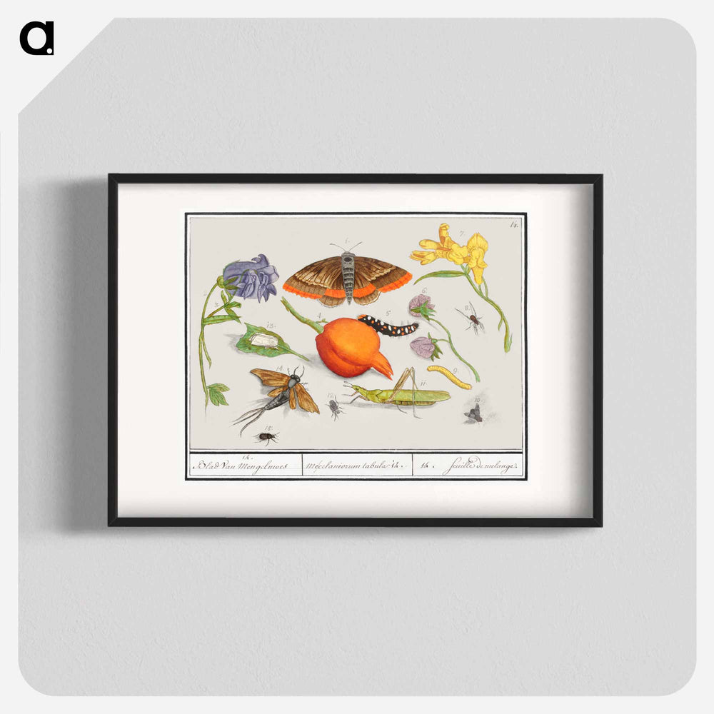 Natural History Ensemble, no. 14 - アンセルムス ボエティウス デ ブート Poster.