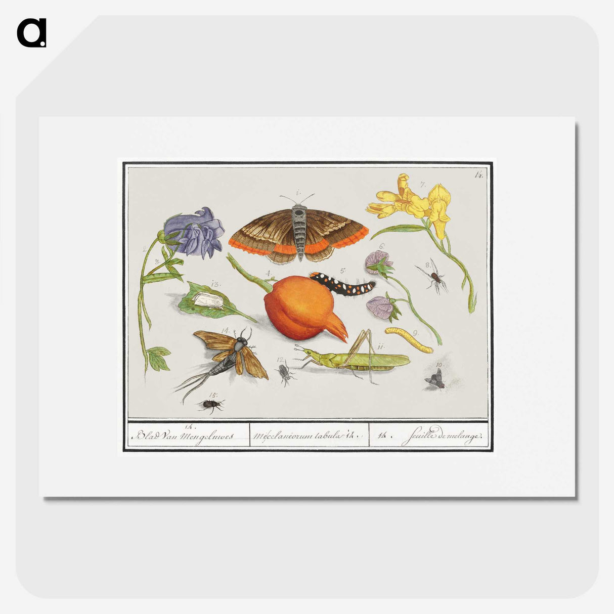 1-49_Anselmus-Boetius-de-Boodt_picture