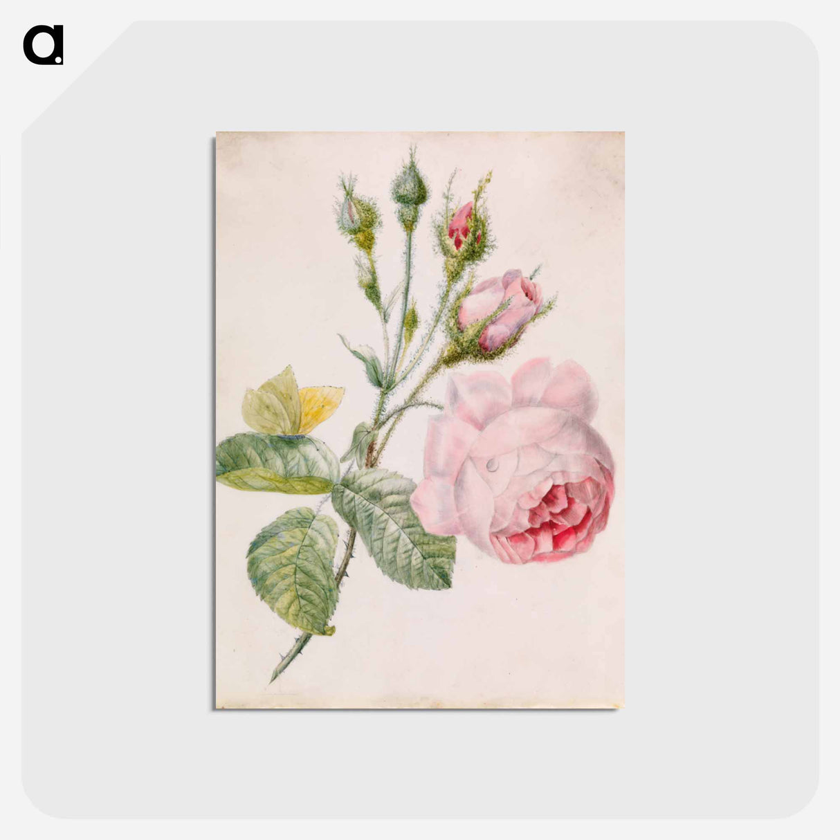 アートポストカード-Pink Rose and Yellow Butterfly
- バーンズ・コレクション Postcard.