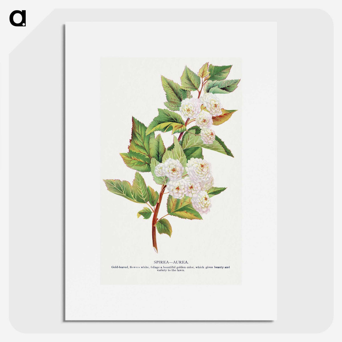 1-49_Botanical-Specimen-Plates_picture