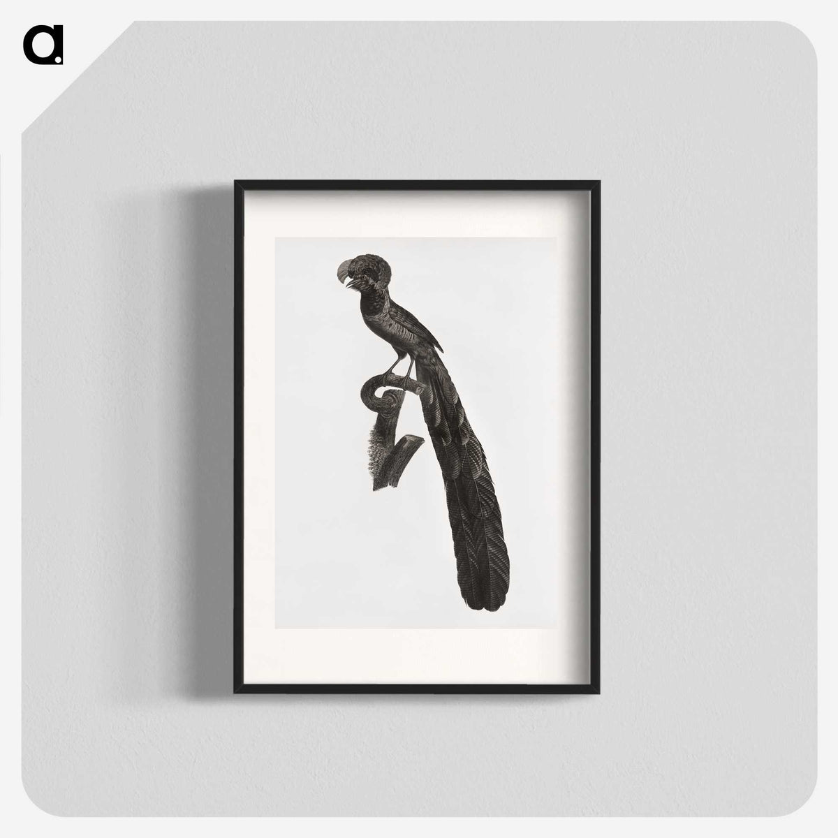 1-49_Des-Oiseaux-de-Paradis_blk