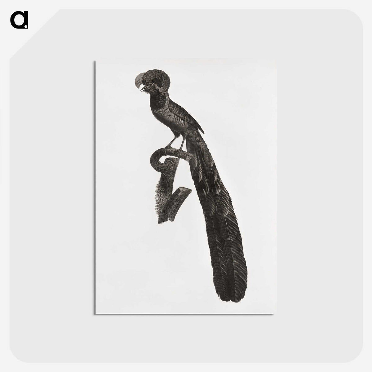1-49_Des-Oiseaux-de-Paradis_postcard