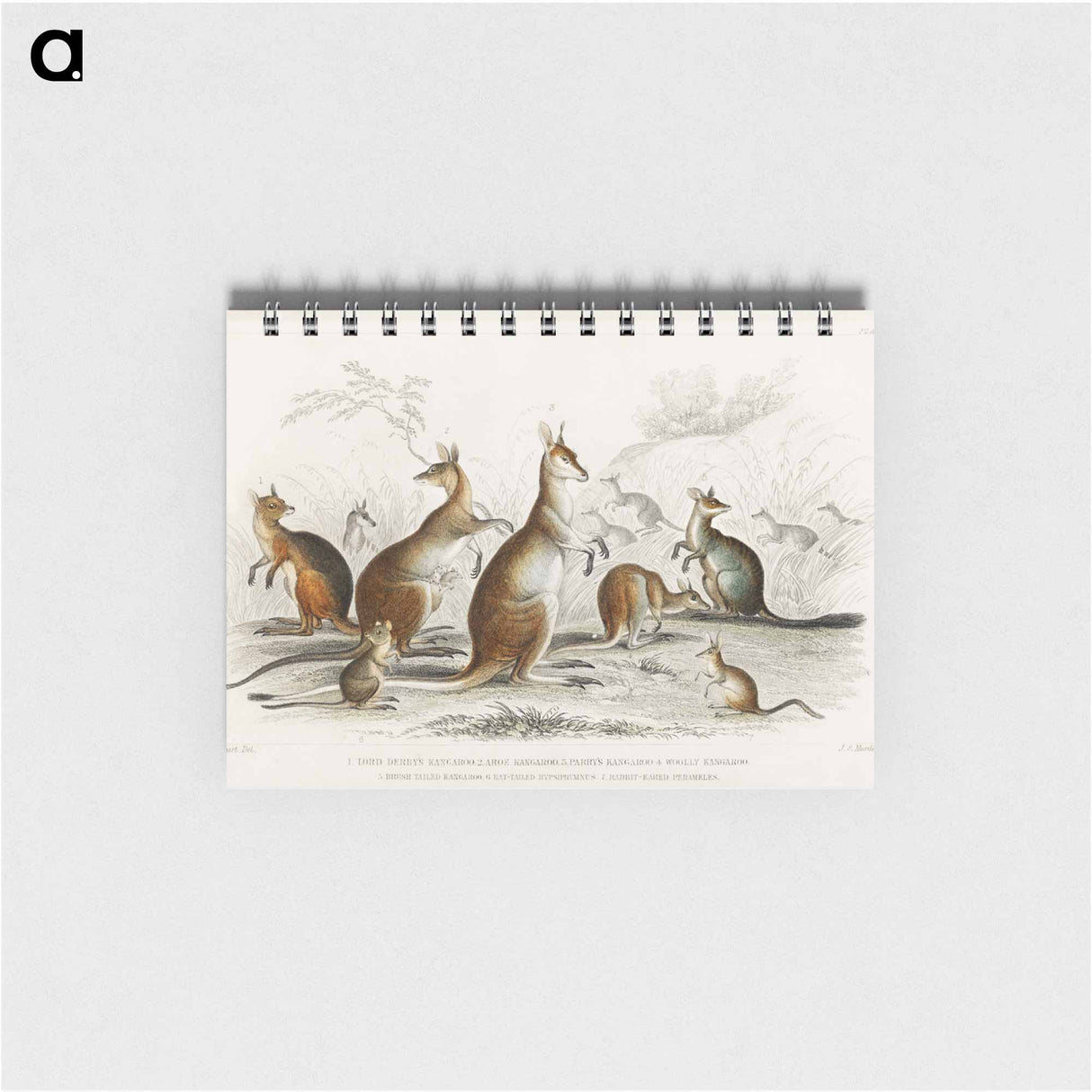 アートメモ帳-Australian Marsupials
- ゴールドスミスの生き生きとした自然 Memo.
