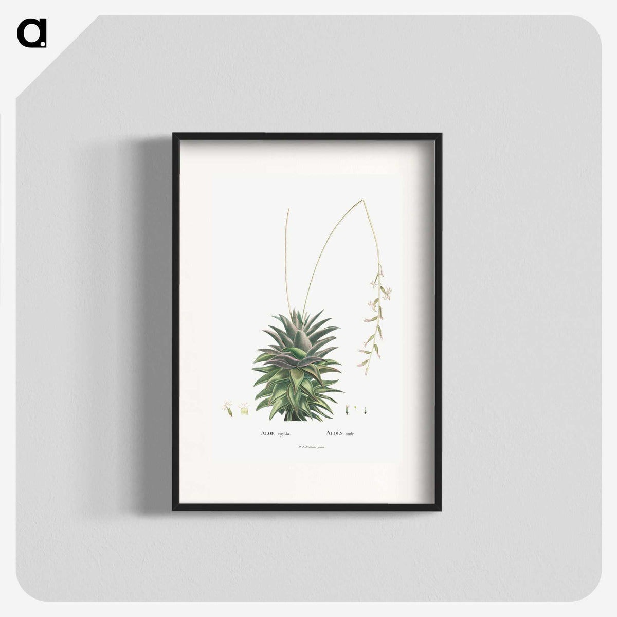 1-49_Histoire-des-Plantes-Grasses_blk
