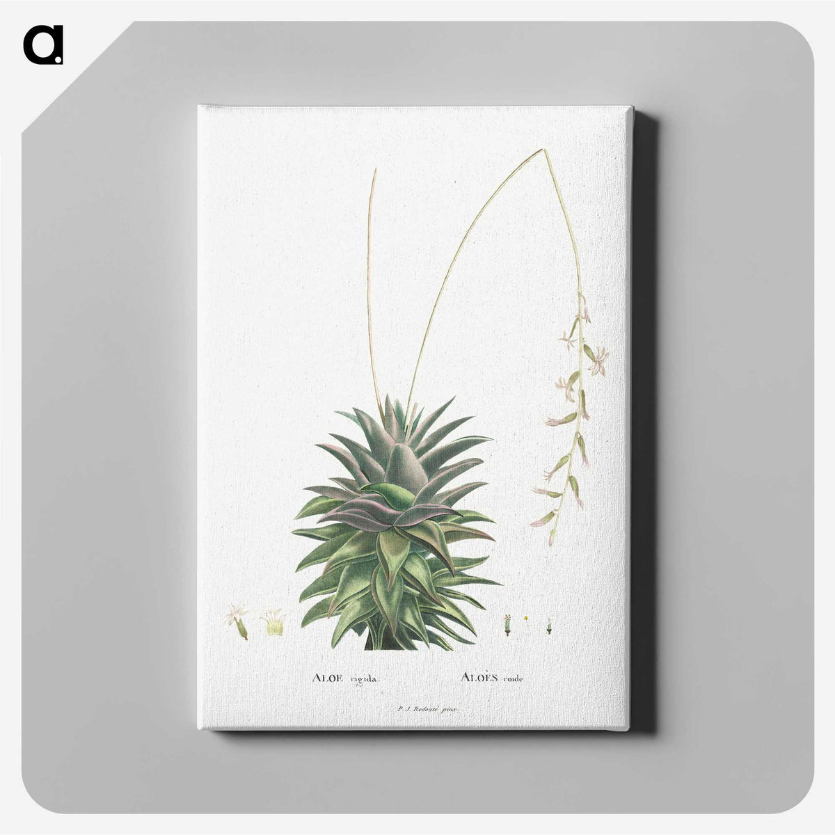 1-49_Histoire-des-Plantes-Grasses_canvas