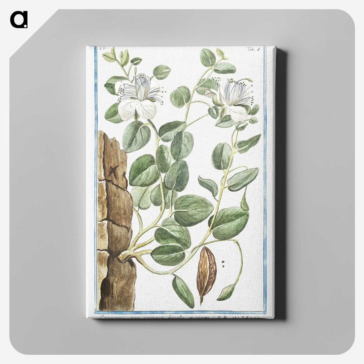 1-49_Hortus-Romanus-Botanical-Plates_canvas