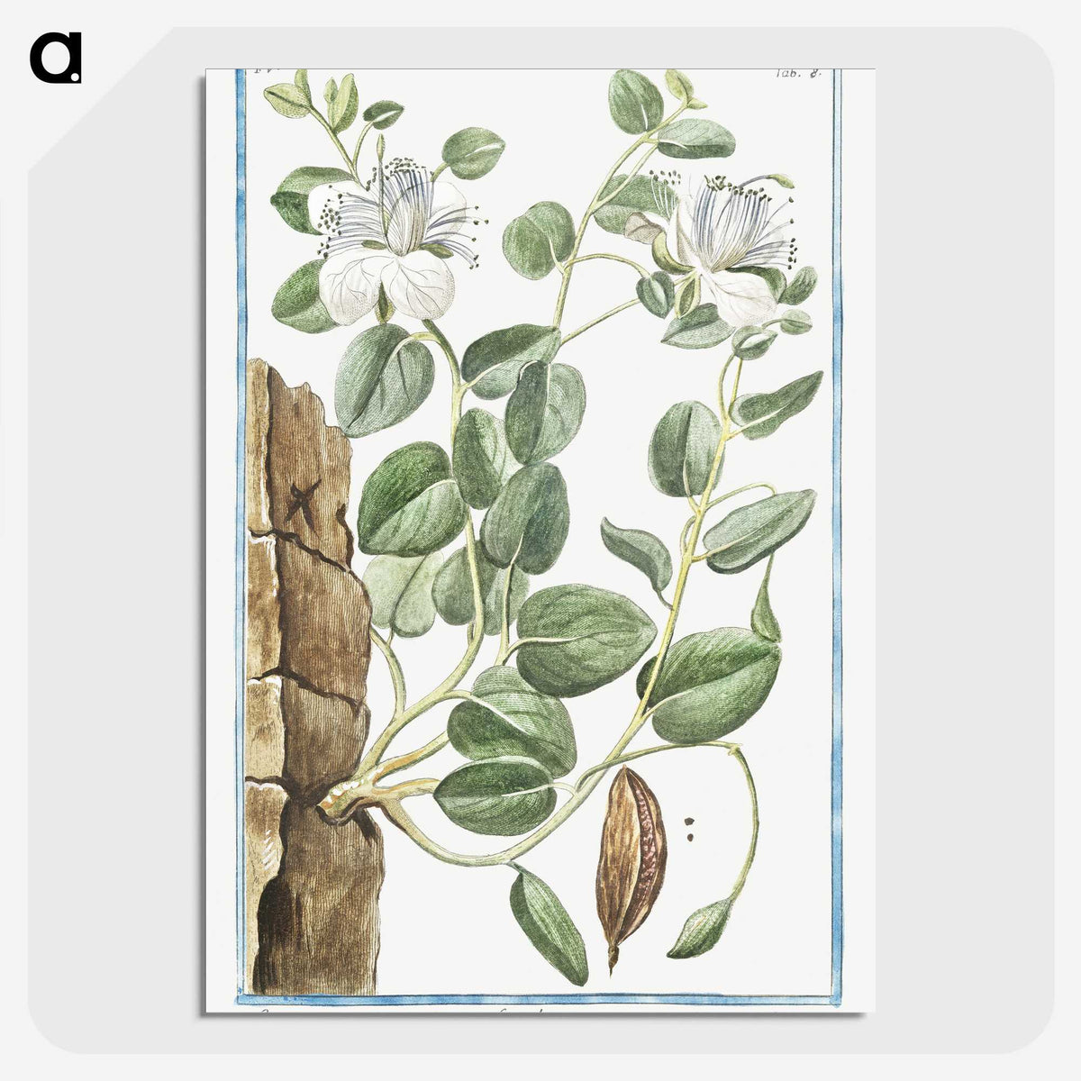 1-49_Hortus-Romanus-Botanical-Plates_picture-crop