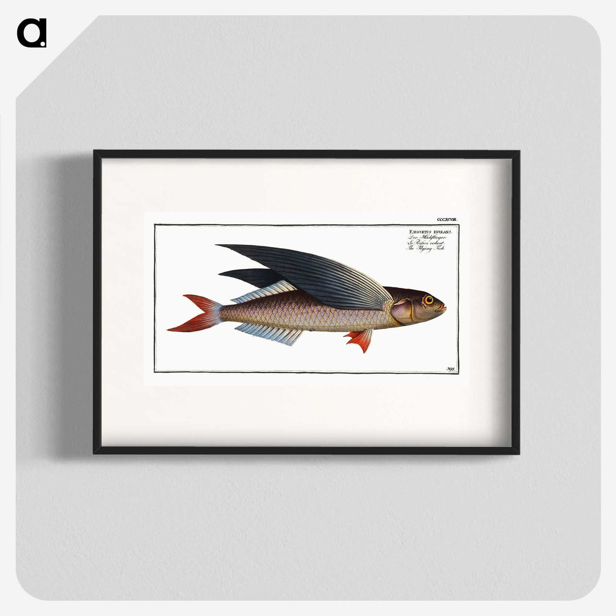 1-49_Ichtyologie-ou-Histoire-naturelle_blk