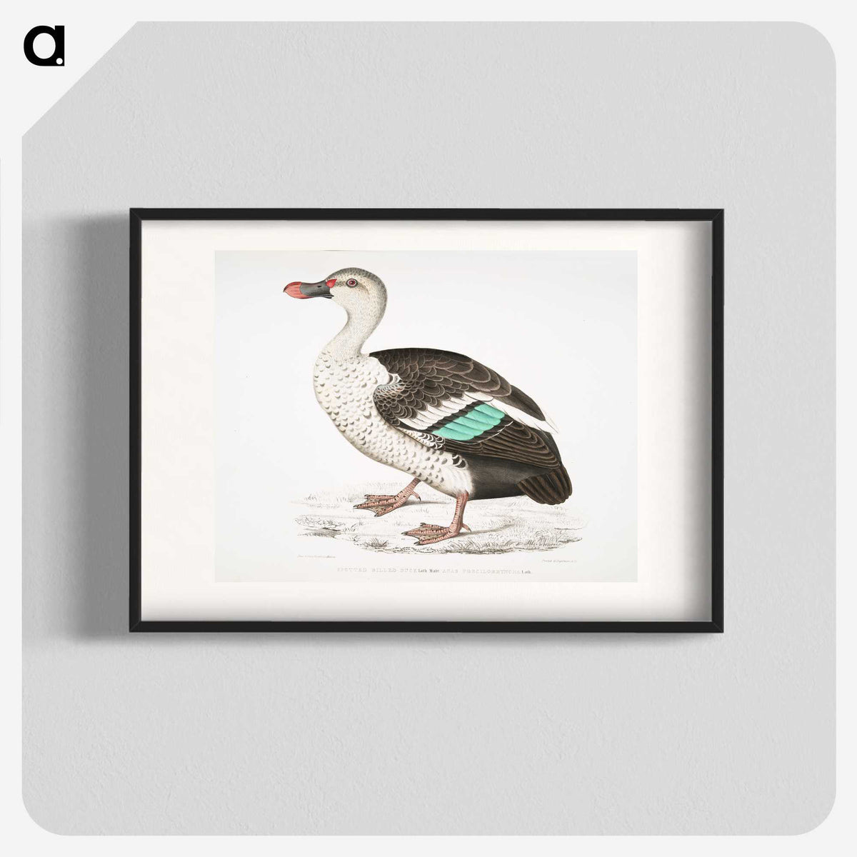 1-49_Indian-Zoology_blk