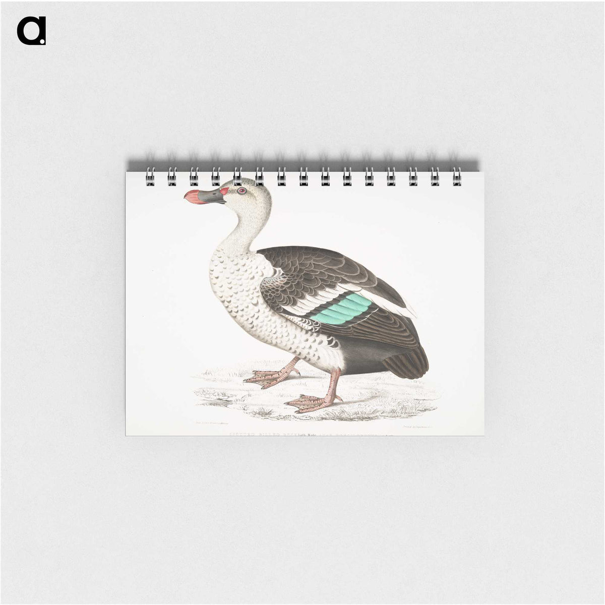1-49_Indian-Zoology_memo