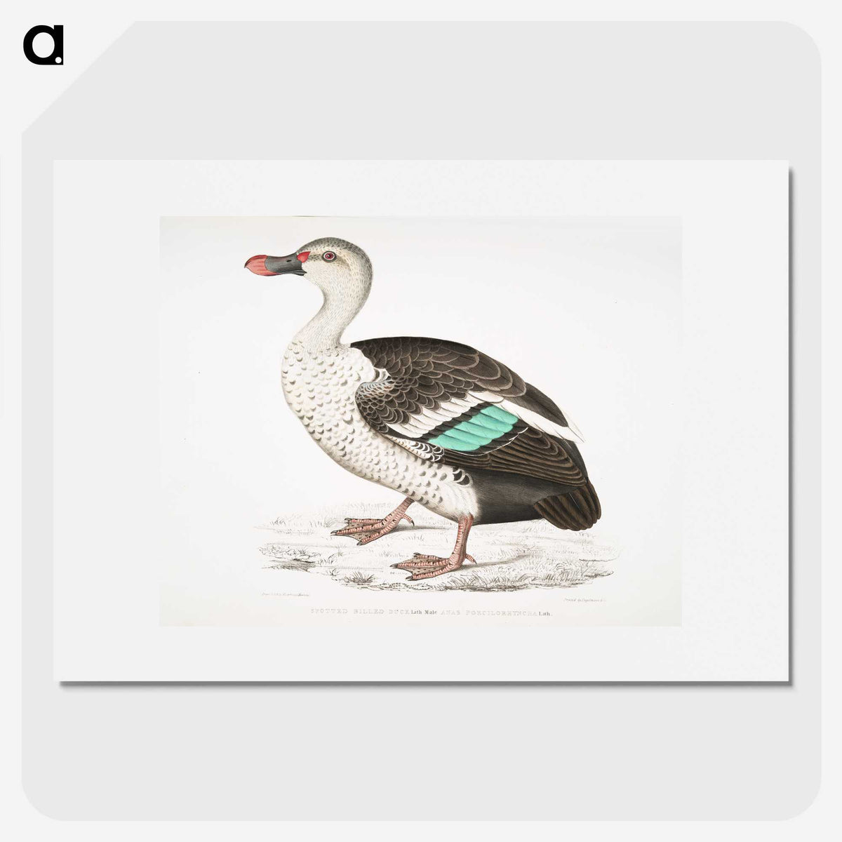 1-49_Indian-Zoology_picture