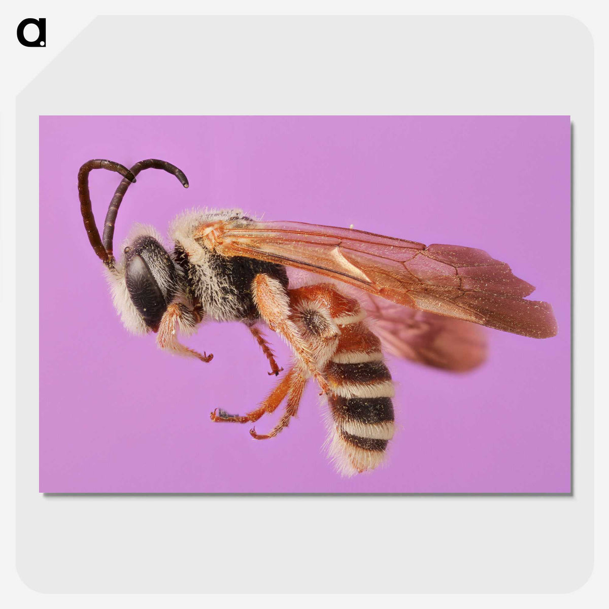 1-49_Insects-Unlocked-Project_picture-crop
