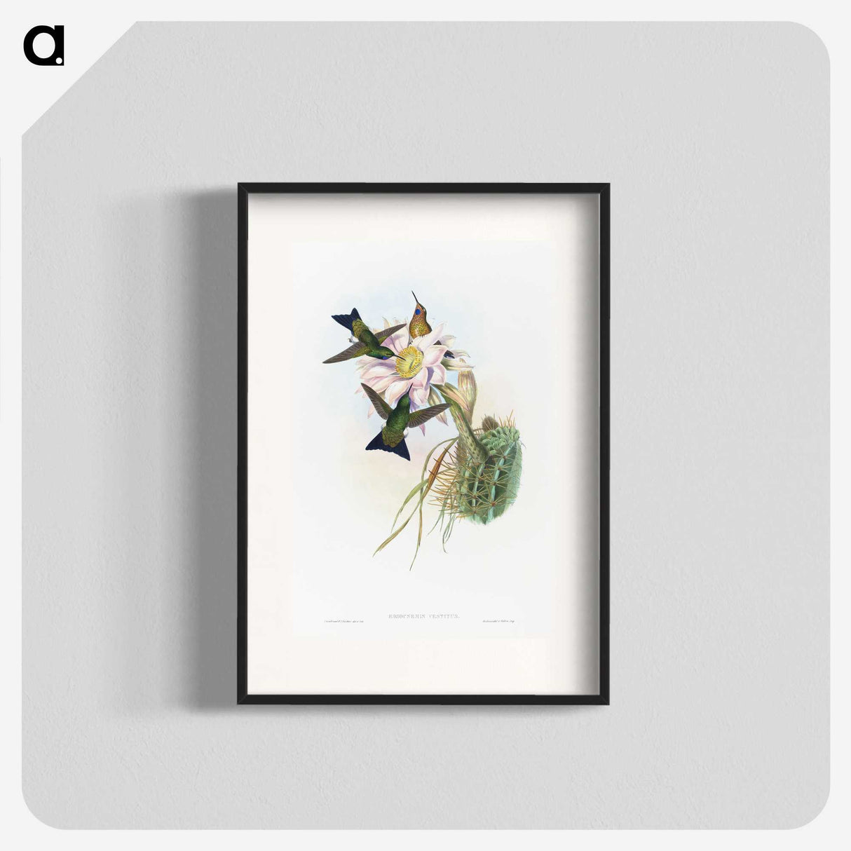 1-49_John-Gould_blk