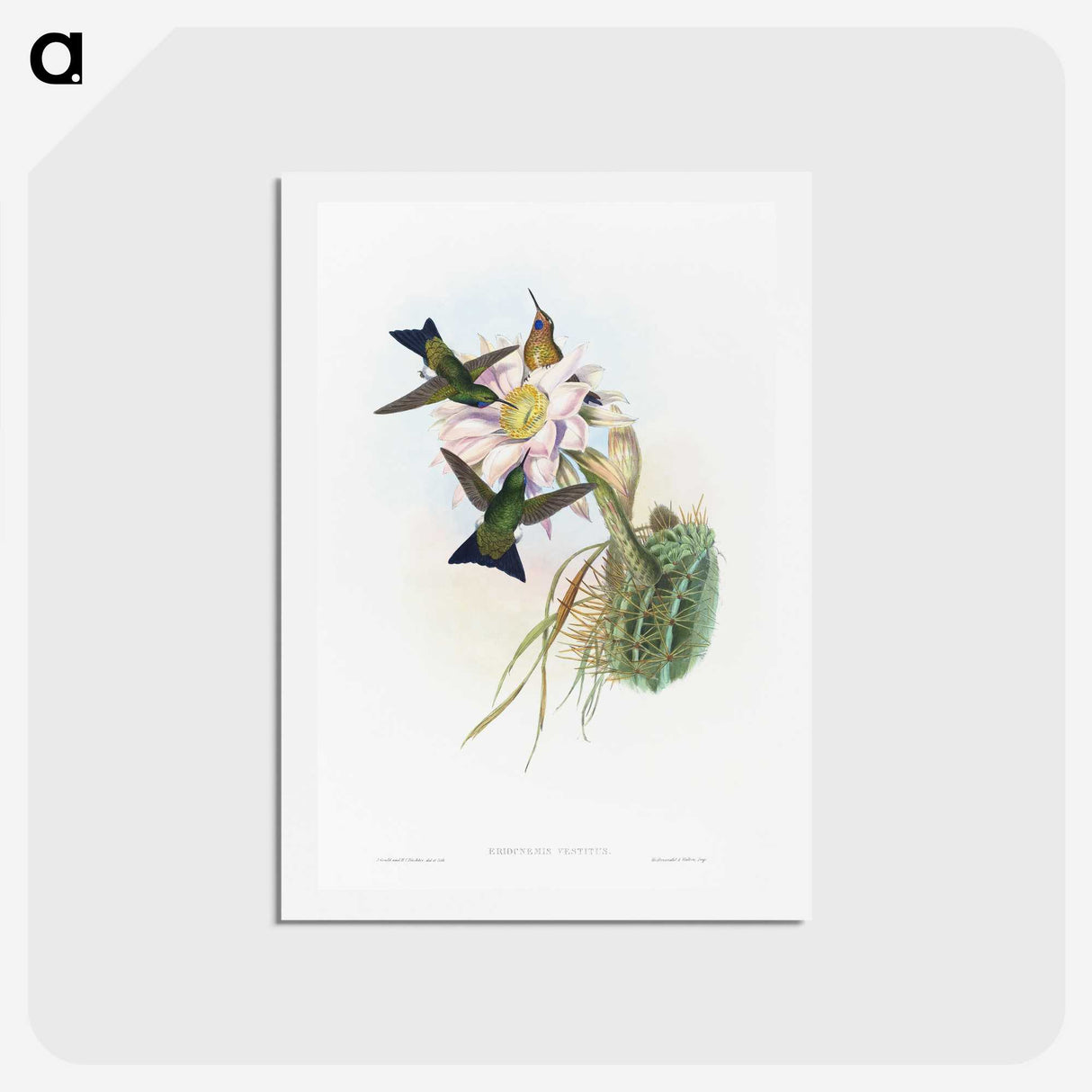 1-49_John-Gould_hagaki