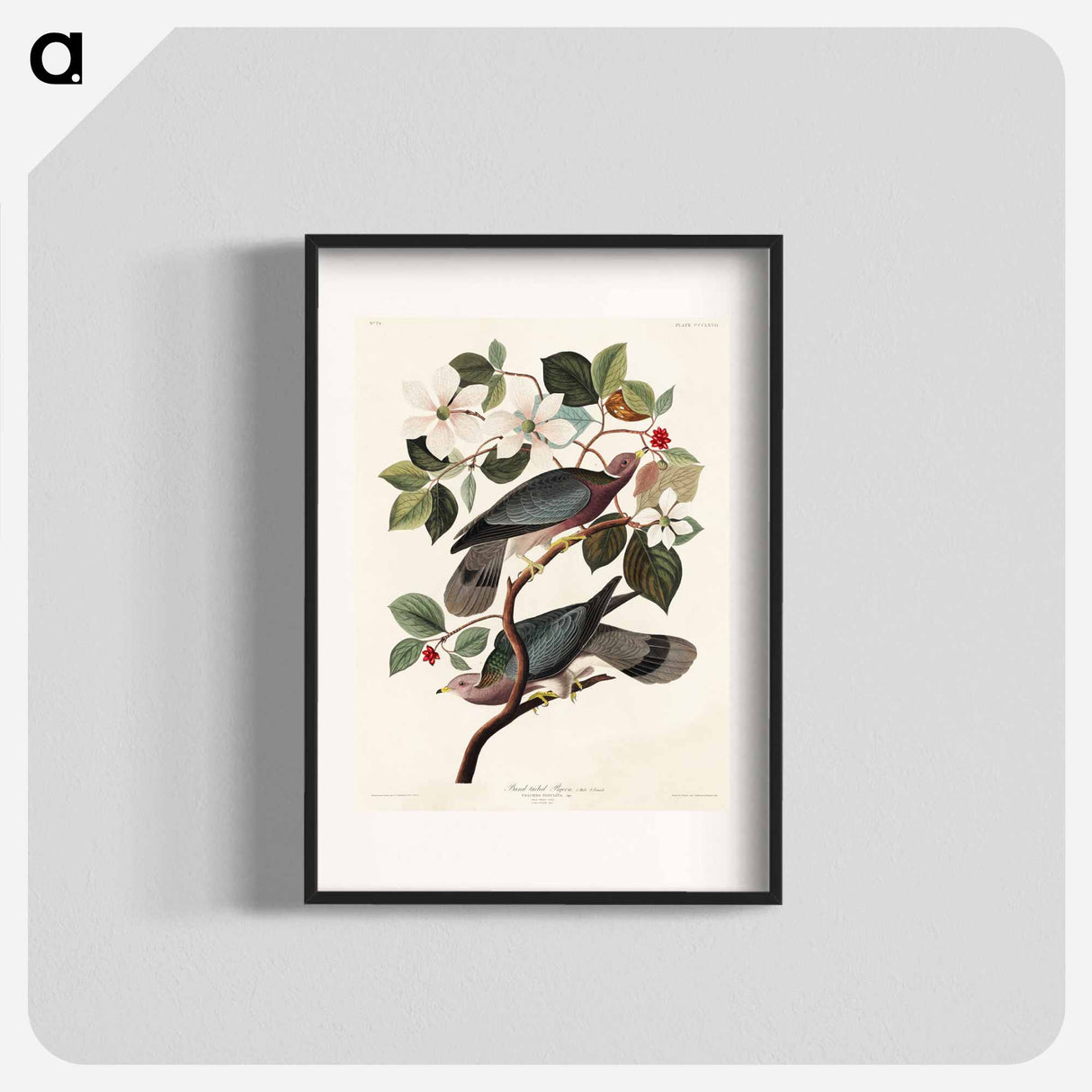 アートポスター-Band-tailed Pigeon
- ジョン ジェームス オーデュボン Poster.