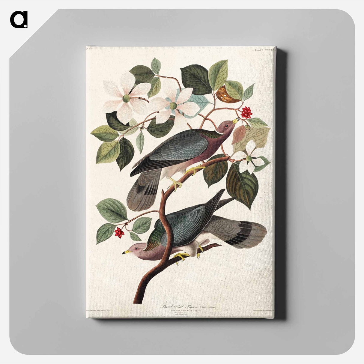 アートパネル-Band-tailed Pigeon
- ジョン ジェームス オーデュボン Canvas.