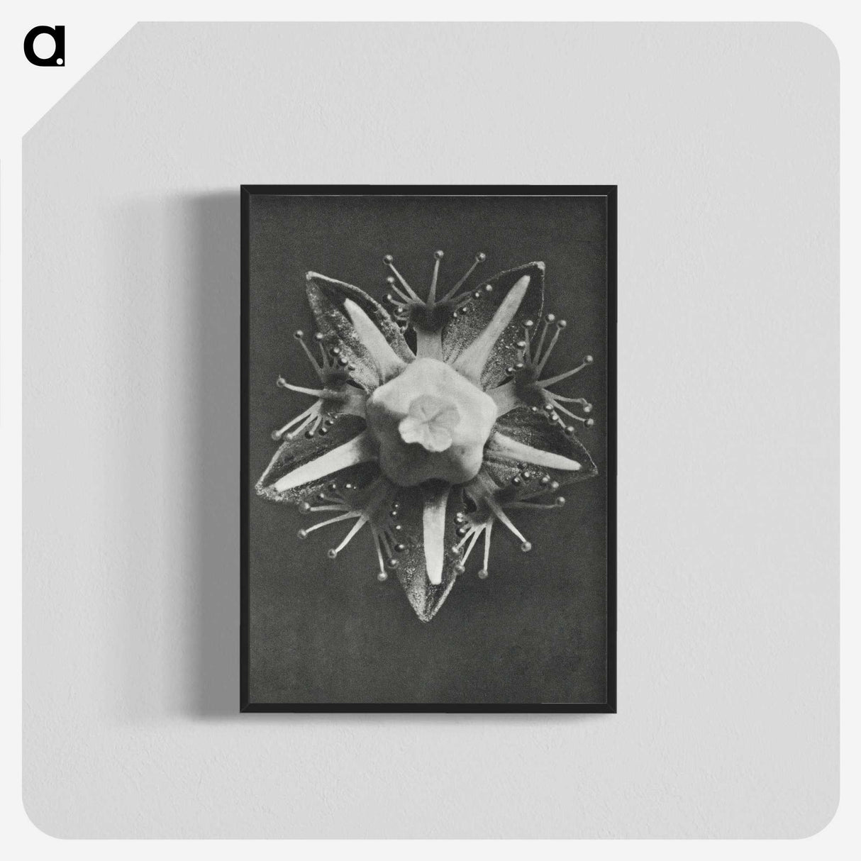 1-49_Karl-Blossfeldt_blk-crop