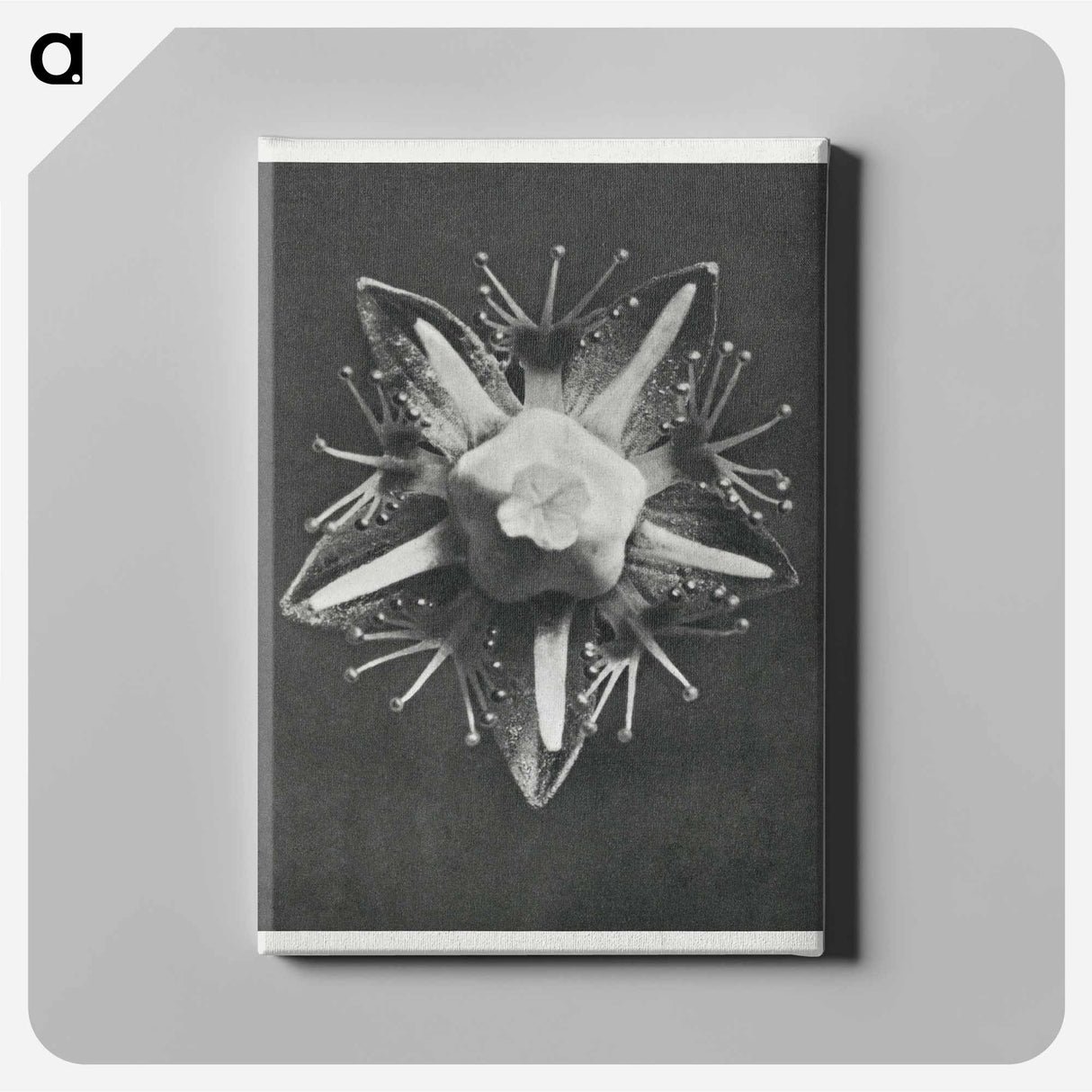 Parnassia palustris - カール ブロスフェルト Canvas.