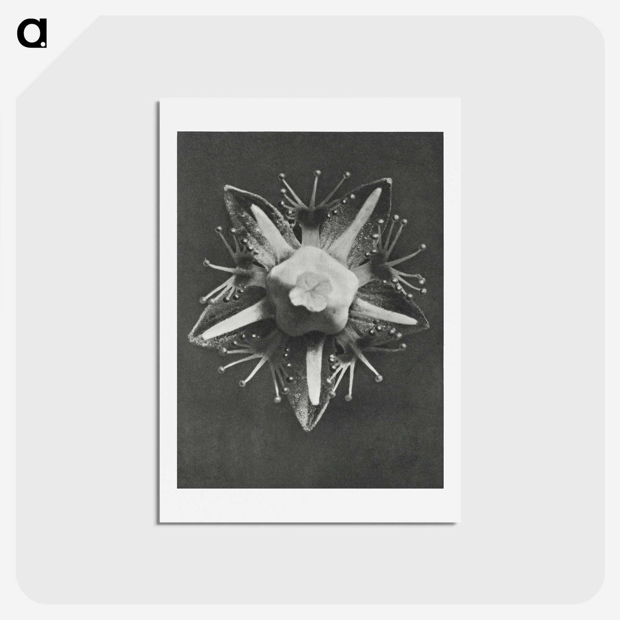 1-49_Karl-Blossfeldt_hagaki