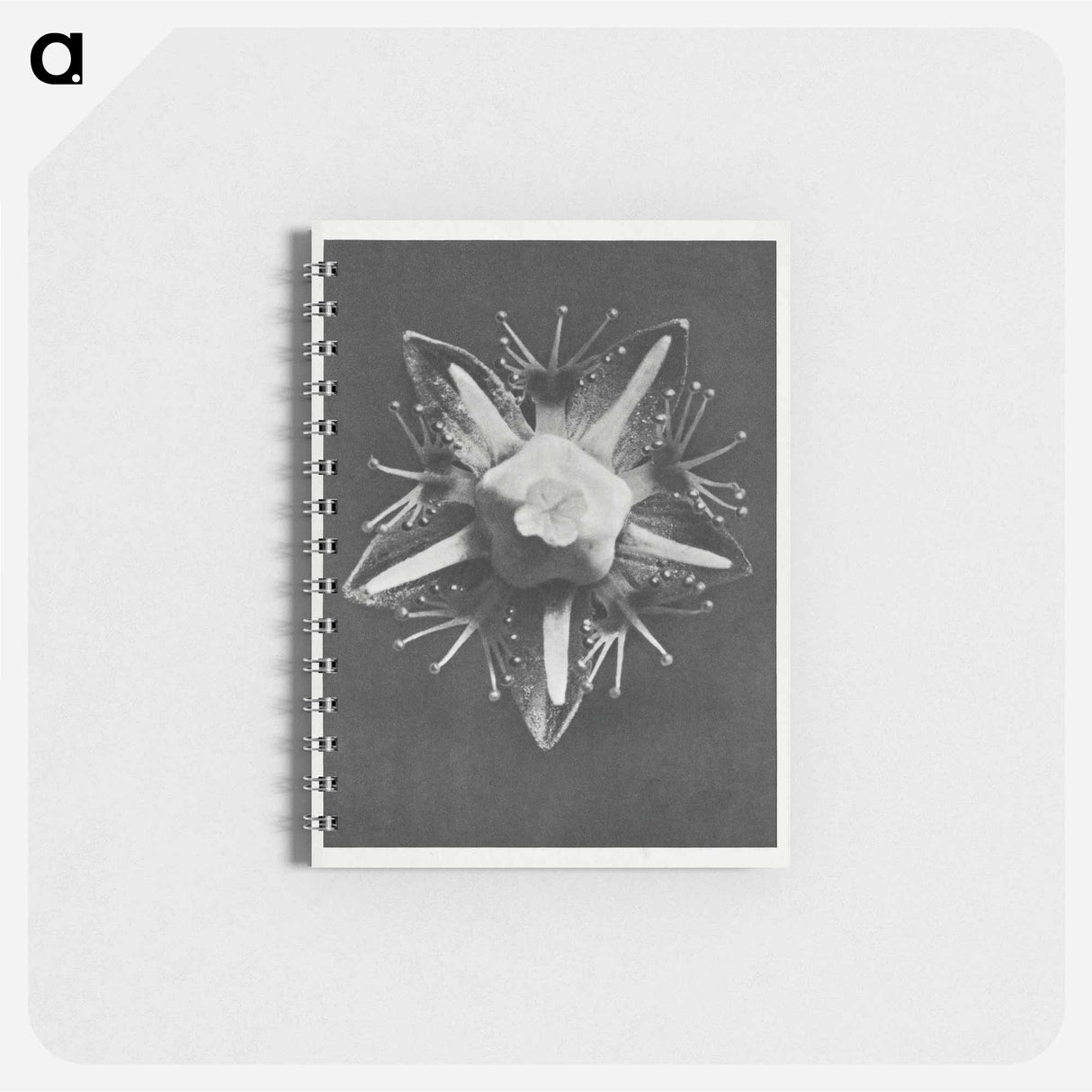 Parnassia palustris - カール ブロスフェルト Memo.