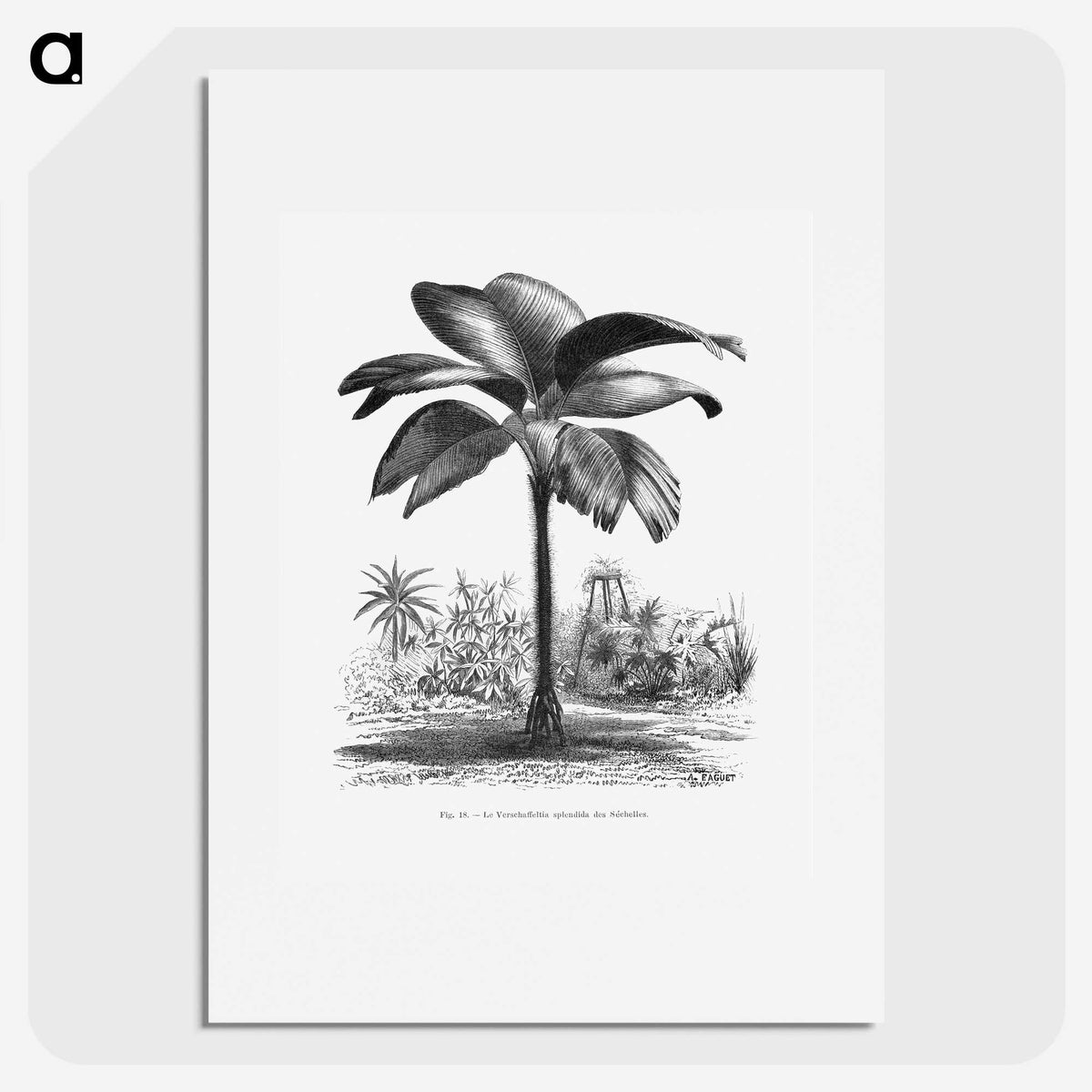 1-49_Les-Palmiers-Histoire-Iconographique_picture
