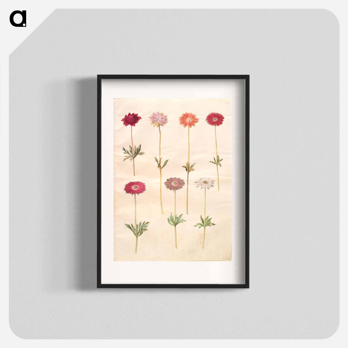アートポスター-Anemones
- マリア ジビーラ メーリアン Poster.