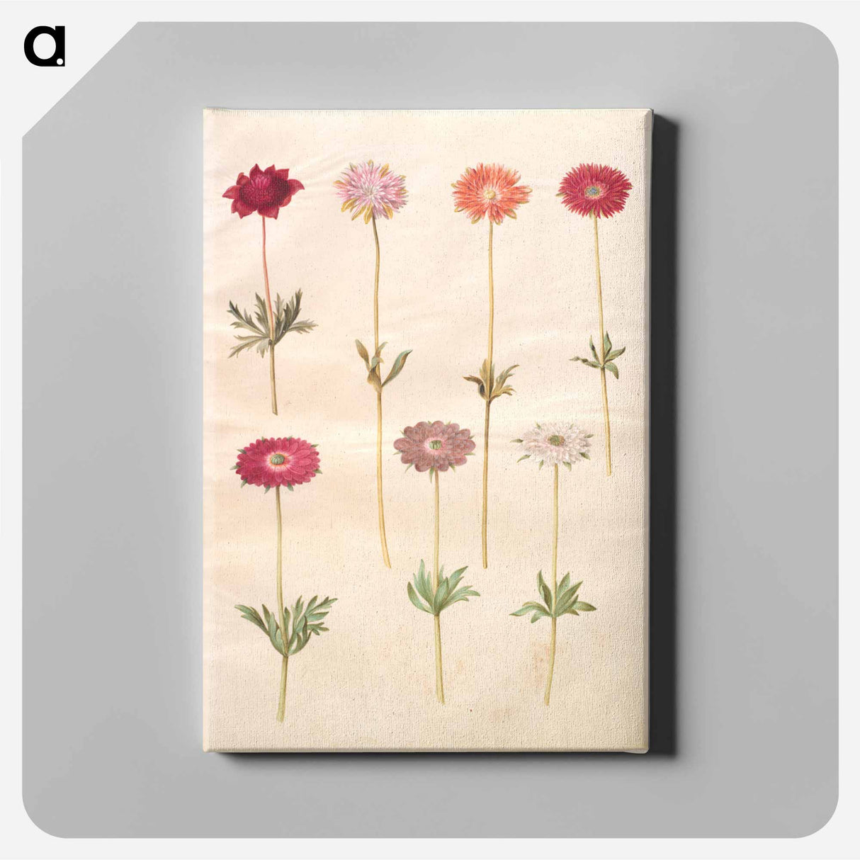 アートパネル-Anemones
- マリア ジビーラ メーリアン Canvas.