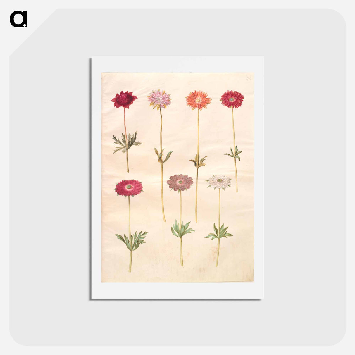 アートポストカード-Anemones
- マリア ジビーラ メーリアン Postcard.
