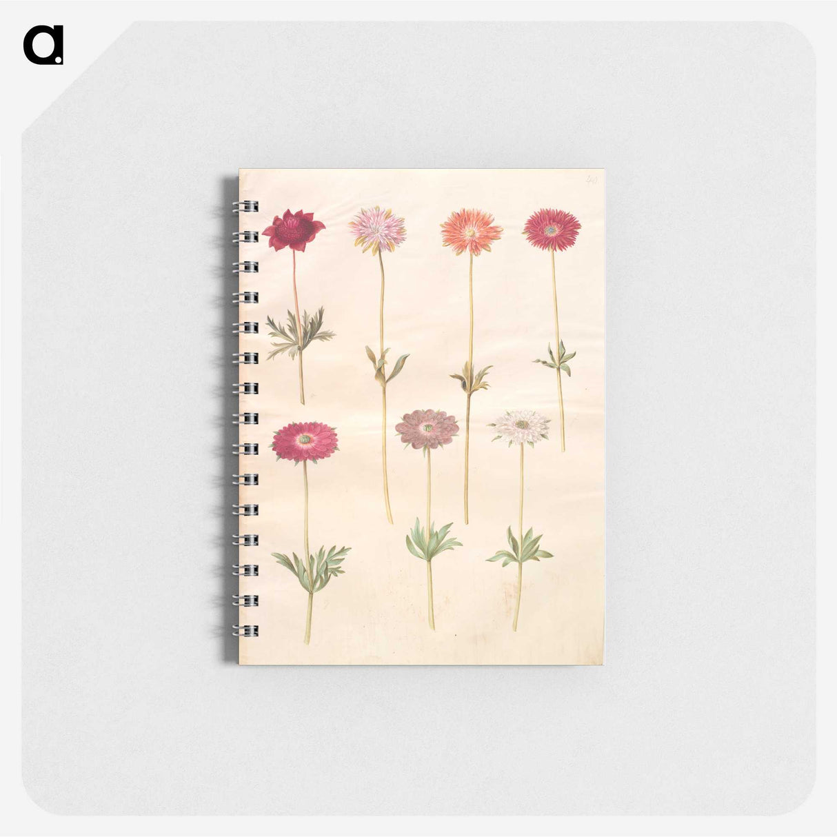 1-49_Maria-Sibylla-Merian_memo