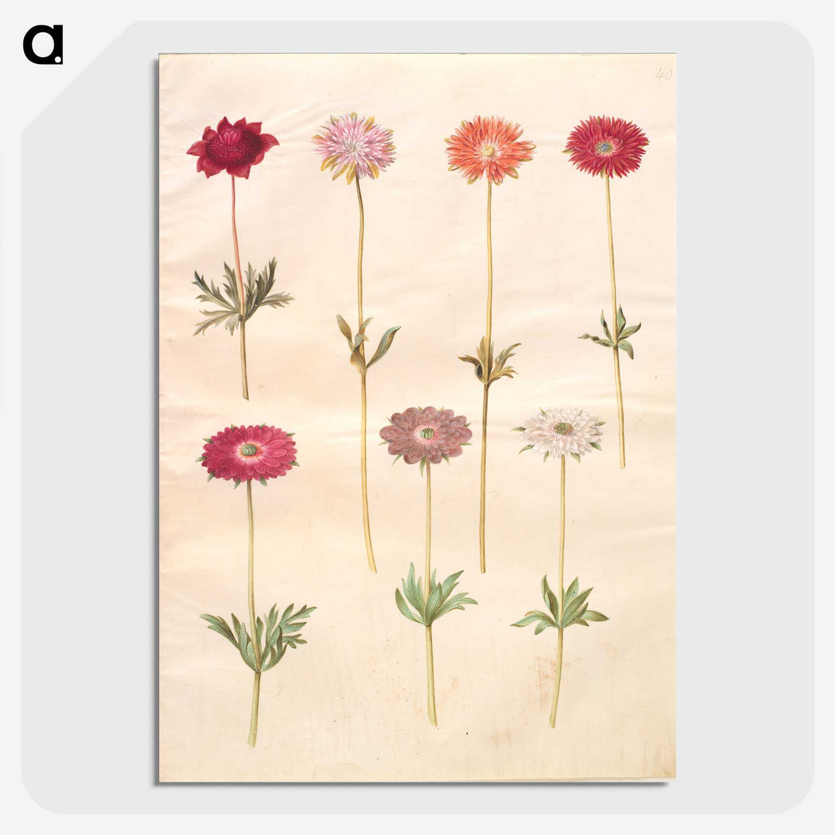 1-49_Maria-Sibylla-Merian_picture-crop