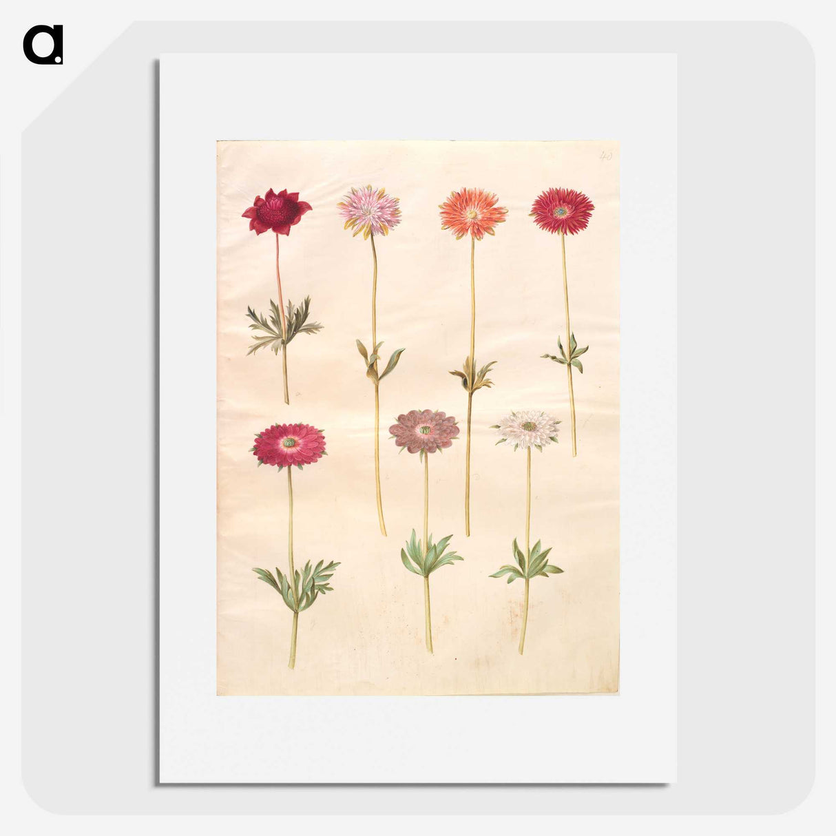 1-49_Maria-Sibylla-Merian_picture