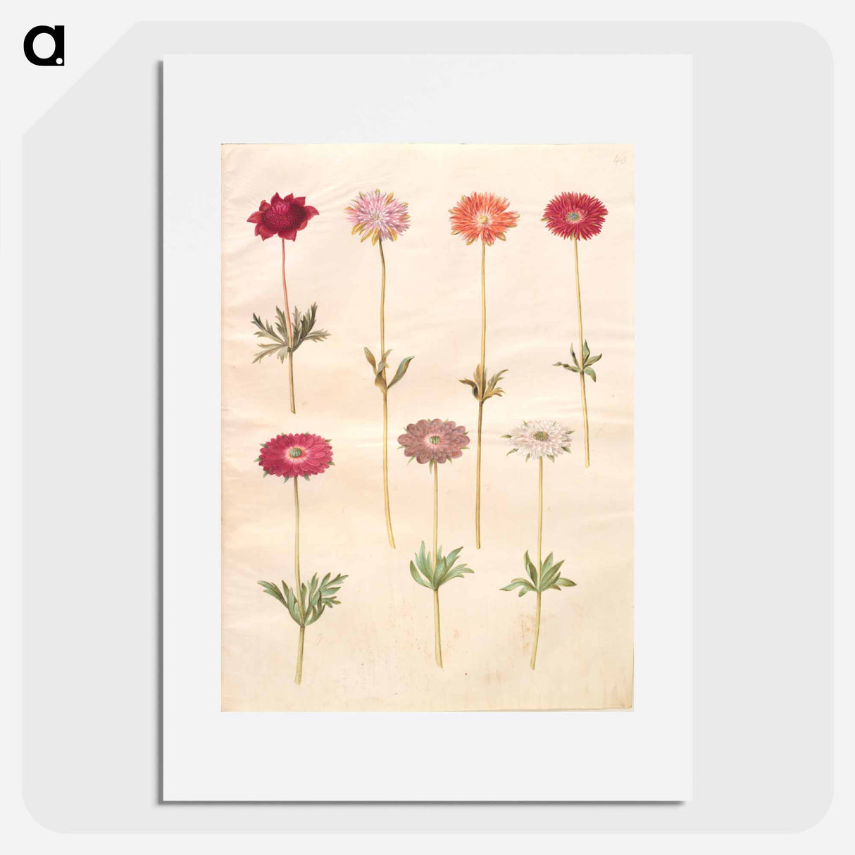 アートポスター-Anemones
- マリア ジビーラ メーリアン Poster.