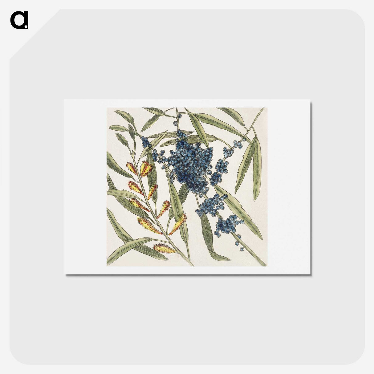 1-49_Mark-Catesby_hagaki