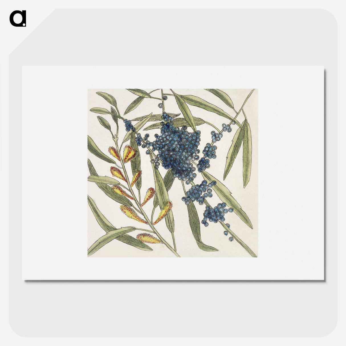 1-49_Mark-Catesby_picture