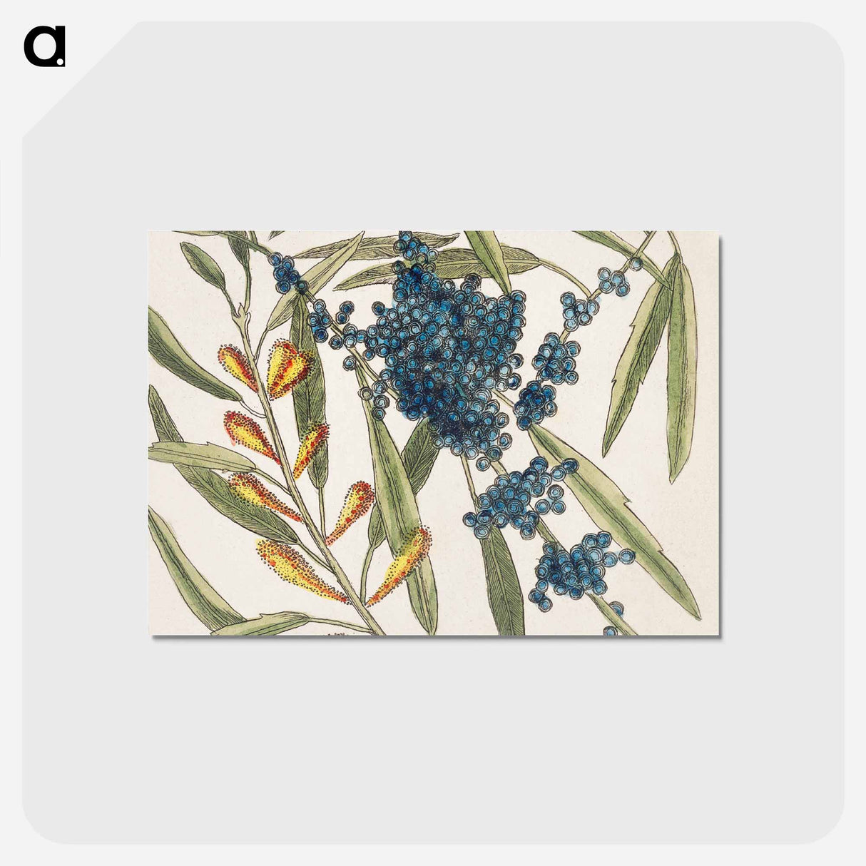 アートポストカード-Sorrel Tree and Acacia
- マーク ケイツビー Postcard.