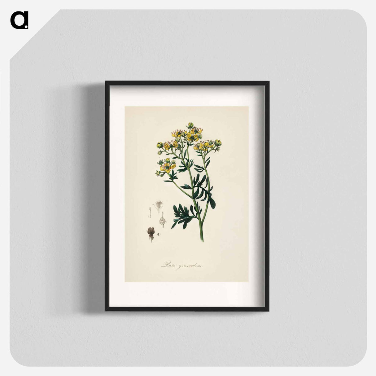 アートポスター-Rue (Ruta graveolens) Illustration
- 薬用植物学 Poster.