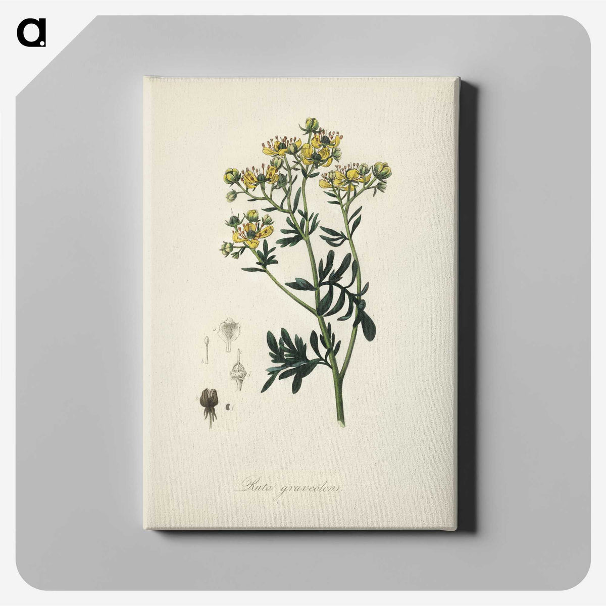 1-49_Medical-Botany_canvas