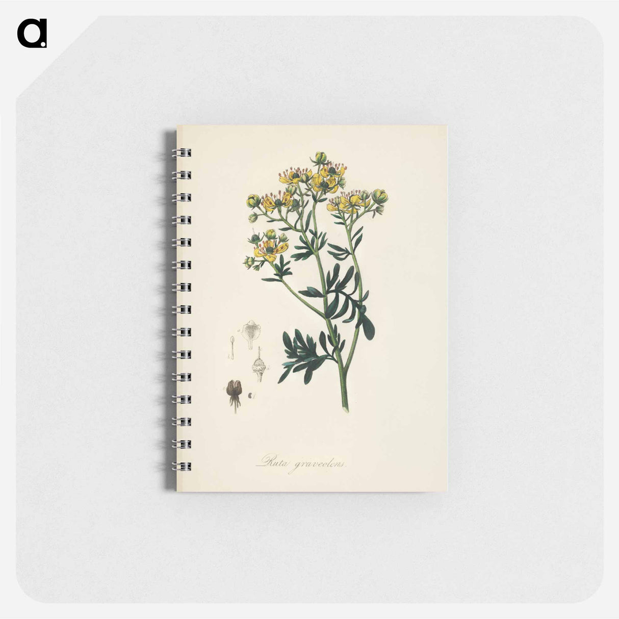 アートメモ帳-Rue (Ruta graveolens) Illustration
- 薬用植物学 Memo.