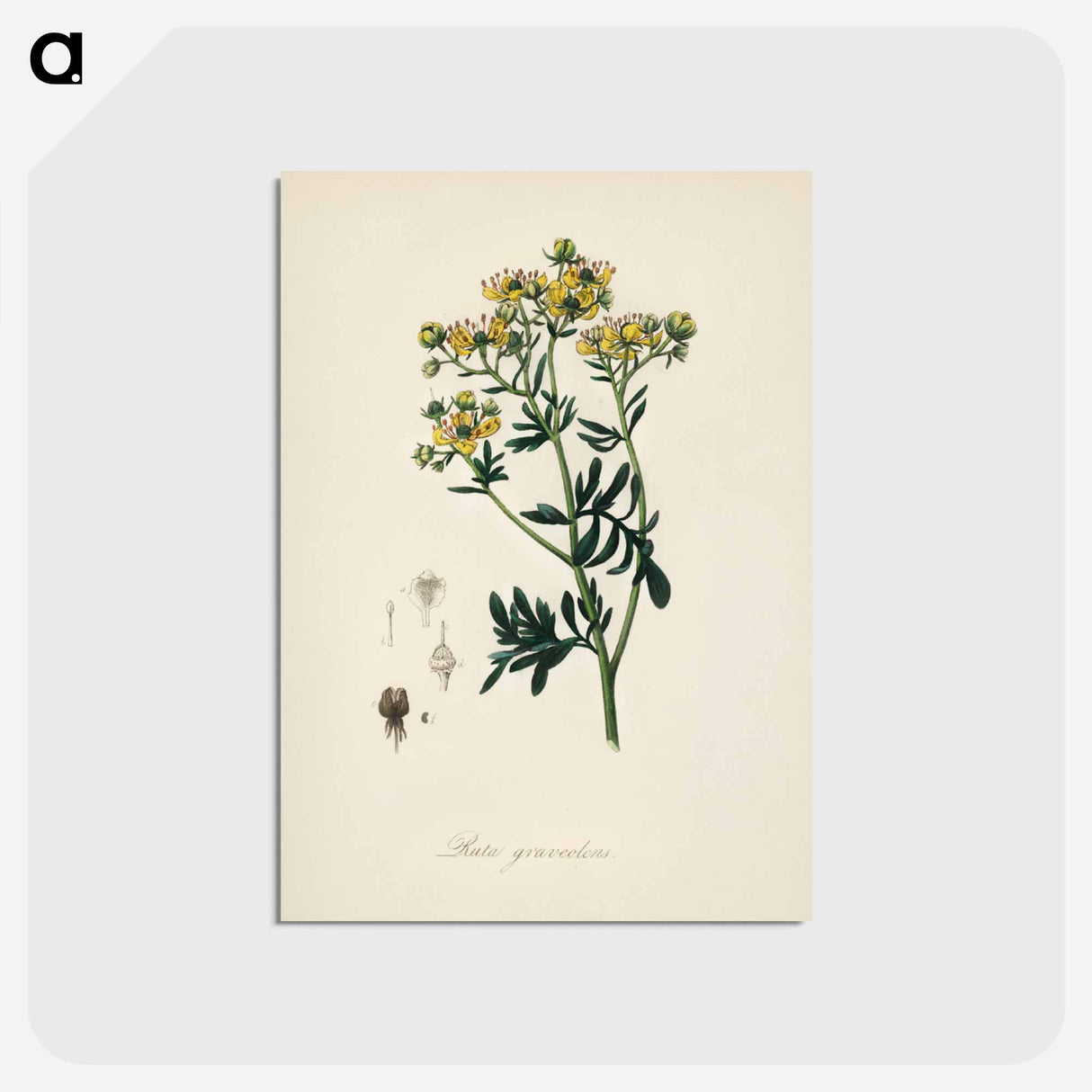 アートポストカード-Rue (Ruta graveolens) Illustration
- 薬用植物学 Postcard.