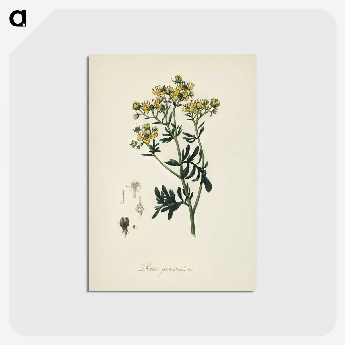 1-49_Medical-Botany_postcard